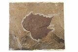 Fossil Vining-Type Plant Leaf (Vitis) - Nebraska #262739-1